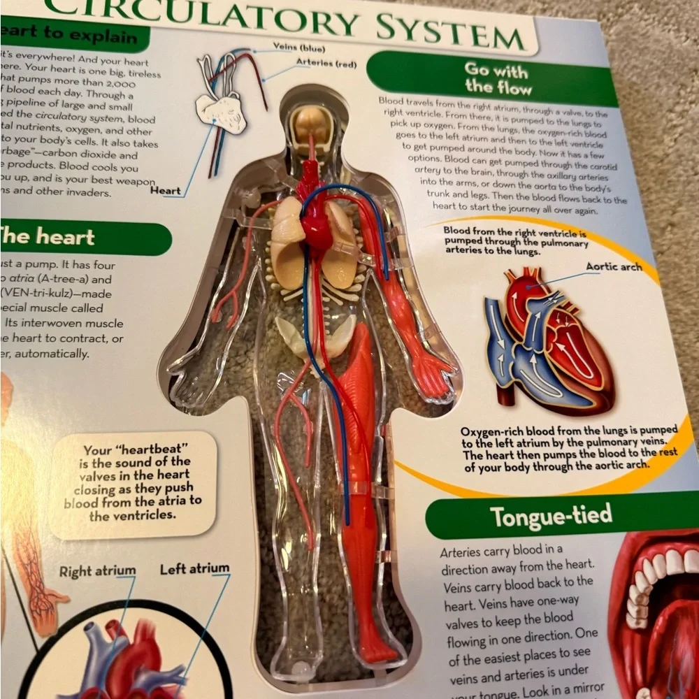 Uncover the‎ Human Body Book